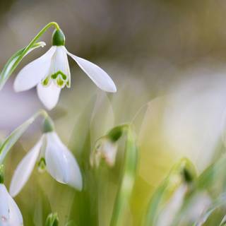 Shy snowdrops wallpaper