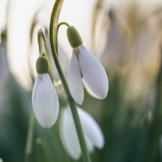 Shy snowdrops wallpaper