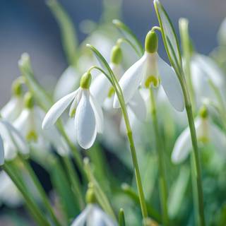 Shy snowdrops wallpaper