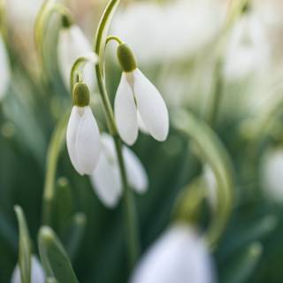 Shy snowdrops wallpaper