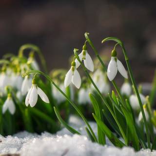 Shy snowdrops wallpaper