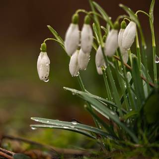 Shy snowdrops wallpaper