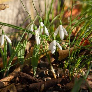 Shy snowdrops wallpaper