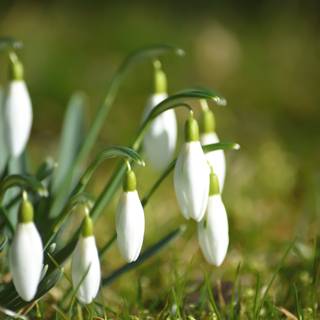Shy snowdrops wallpaper