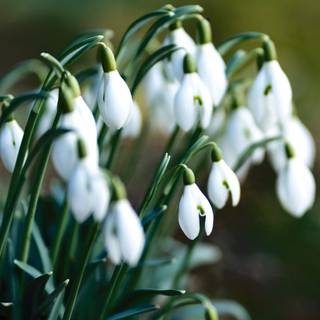 Shy snowdrops wallpaper