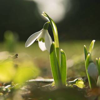 Shy snowdrops wallpaper