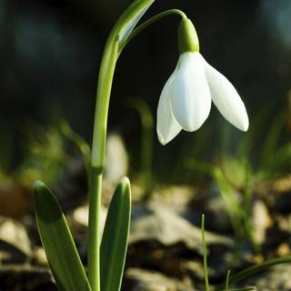 Shy snowdrops wallpaper