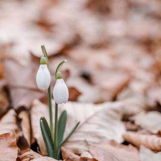 Shy snowdrops wallpaper