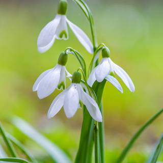 Shy snowdrops wallpaper