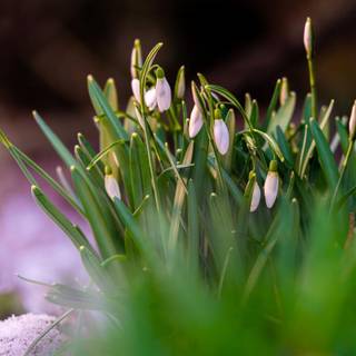 Shy snowdrops wallpaper