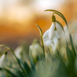 Shy snowdrops wallpaper