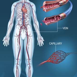 Blood vessels wallpaper