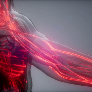 Blood vessels wallpaper