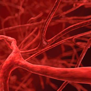 Blood vessels wallpaper