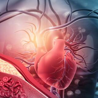 Blood vessels wallpaper