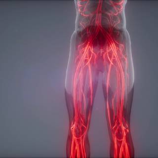 Blood vessels wallpaper