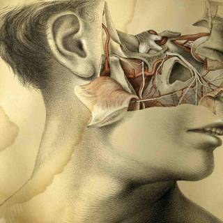 Blood vessels wallpaper