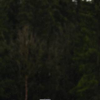 Mercedes F1 iPhone wallpaper