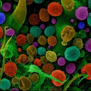 Food science wallpaper