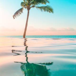 Tropical summer iPhone wallpaper