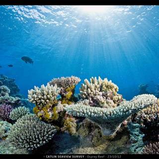 Osprey Reef wallpaper