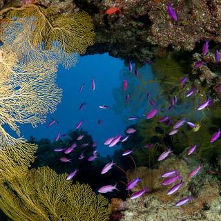 Osprey Reef wallpaper