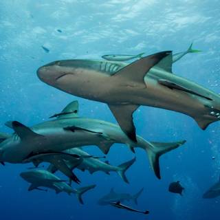 Osprey Reef wallpaper