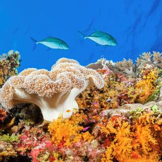 Osprey Reef wallpaper