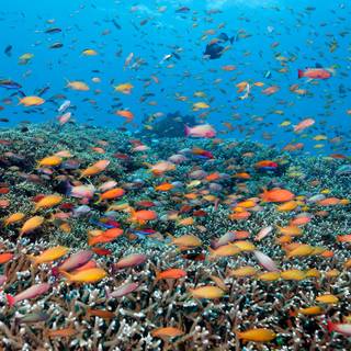 Osprey Reef wallpaper