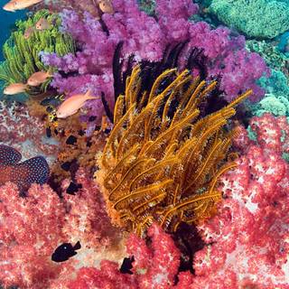 Osprey Reef wallpaper