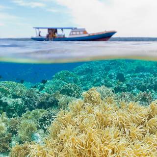 Osprey Reef wallpaper