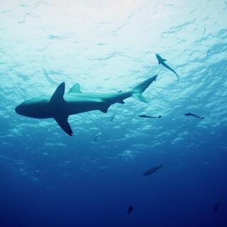 Osprey Reef wallpaper