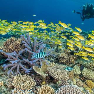 Osprey Reef wallpaper