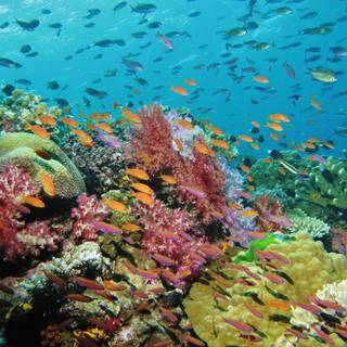 Osprey Reef wallpaper