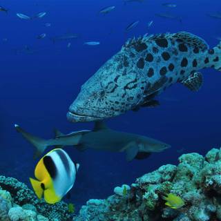 Osprey Reef wallpaper