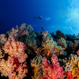 Osprey Reef wallpaper