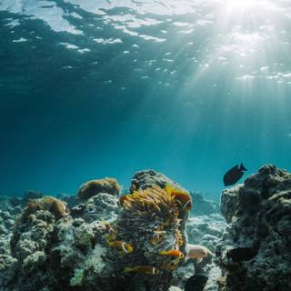 Osprey Reef wallpaper