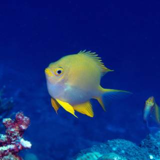 Osprey Reef wallpaper