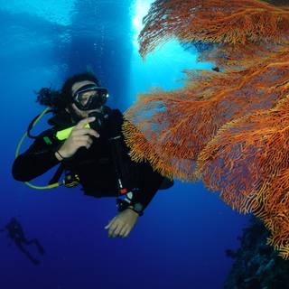Osprey Reef wallpaper