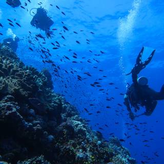 Osprey Reef wallpaper