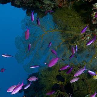 Osprey Reef wallpaper