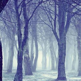 Amoled winter nature wallpaper