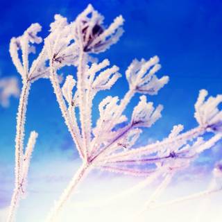 Amoled winter nature wallpaper