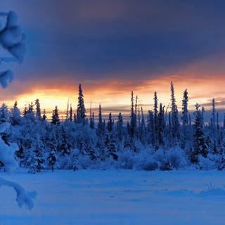 Alaska winter frost wallpaper