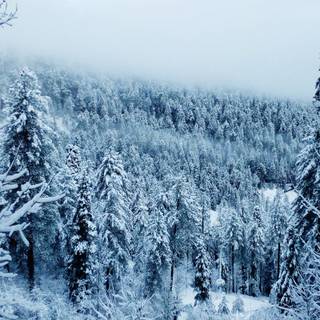 Alaska winter frost wallpaper