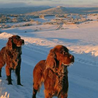 Ireland winter iPhone wallpaper