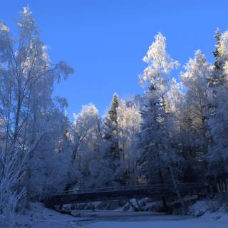 Alaska winter frost wallpaper