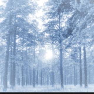 Winter anime forest wallpaper