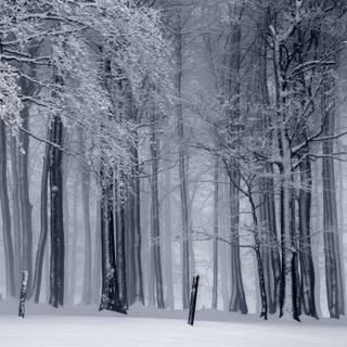 Winter anime forest wallpaper