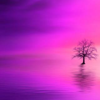 Pink trees 4k wallpaper